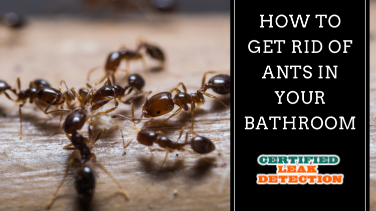 Ants in the Bathroom Certified Leak Detection