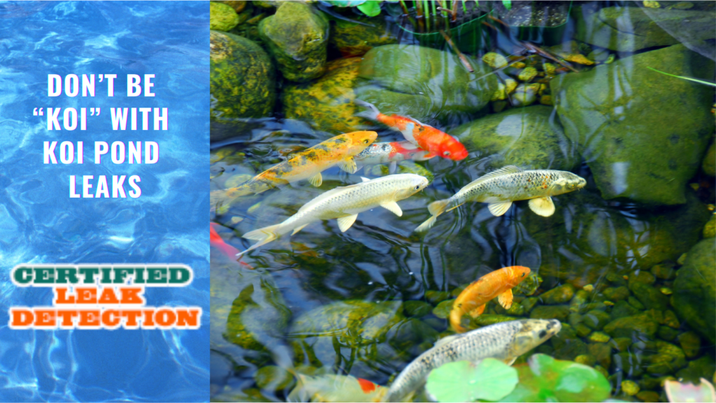 Don’t be “Koi” With Koi Pond Leaks Certified Leak Detection of Orlando