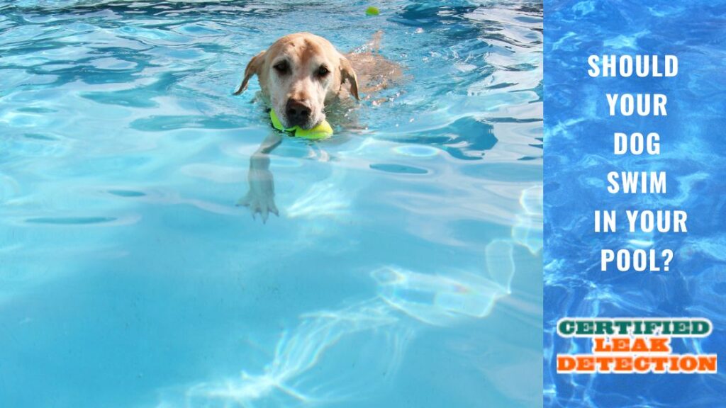 Should Your Dog Swim in Your Pool? Certified Leak Detection of Orlando